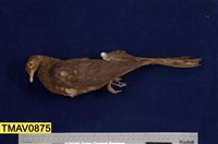 藏品(長尾鳩)的圖片